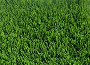 Искусственная трава  Деко 20 мм (4 цвета) 4 м