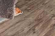 SPC Плитка Alpine floor Grand Sequoia Light ECO 11-801-R